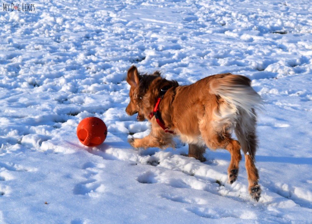 The Zeus Bomber is one of the most versatile and fun rubber dog toys.