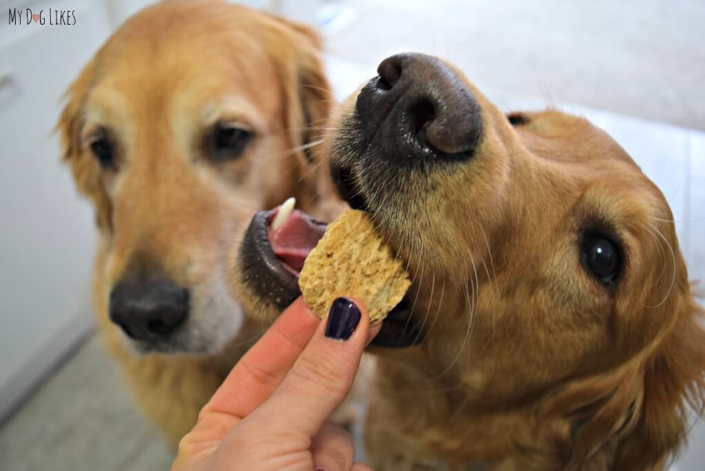 Our dogs enjoying some All Natural Dog Treats from Paws Barkery!
