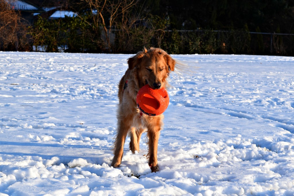 The Zeus Bomber is one of our favorite Outdoor Toys for Dogs. It is rugged, fun and versatile!