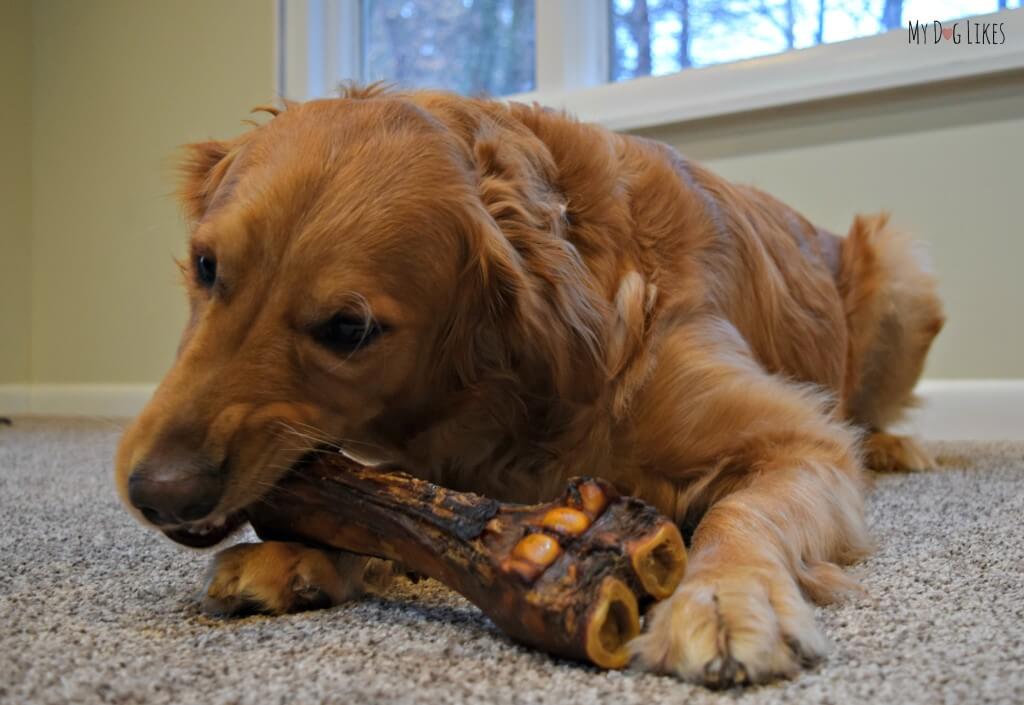 Our Dog Eating a Bone from Merrick