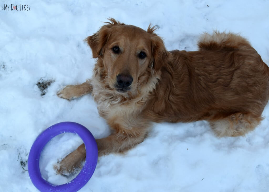 Charlie guarding his Puller toy, which has quickly climbed the list of his favorites!