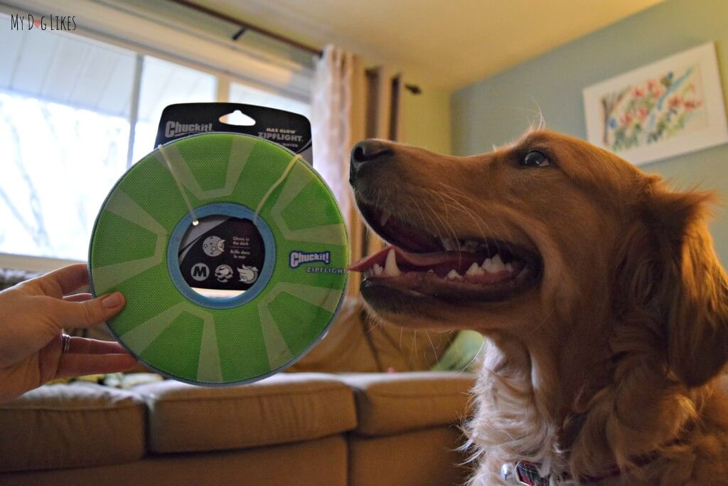 Charlie receiving his new frisbee on Christmas morning! Click here to read our thoughts in our official Chuckit Zipflight review!