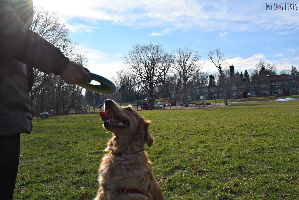 Chuckit makes the best dog fetch toys! Here we are playing with their new Zipflight frisbee.