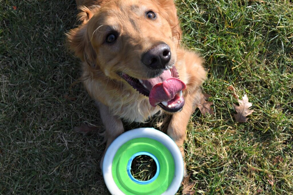 The Zipflight is without a doubt amoung the best frisbees for dogs