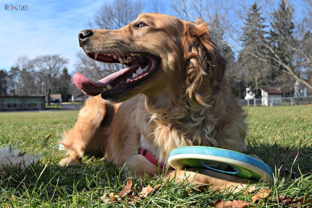 Charlie guarding his dog disc!