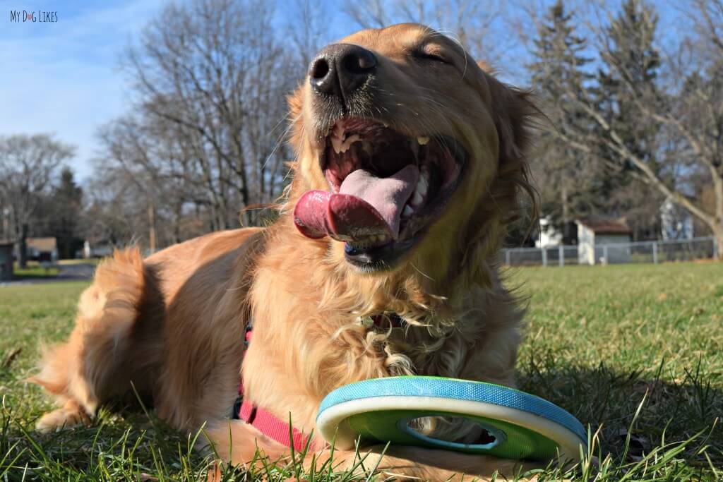 Our Golden Retriever Charlie is a true Frisbee Dog!