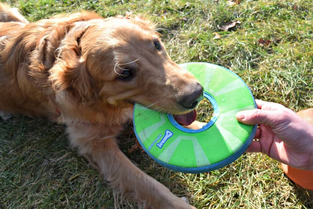 Working on our Dog Commands with Charlie. Here we are practicing "drop it."