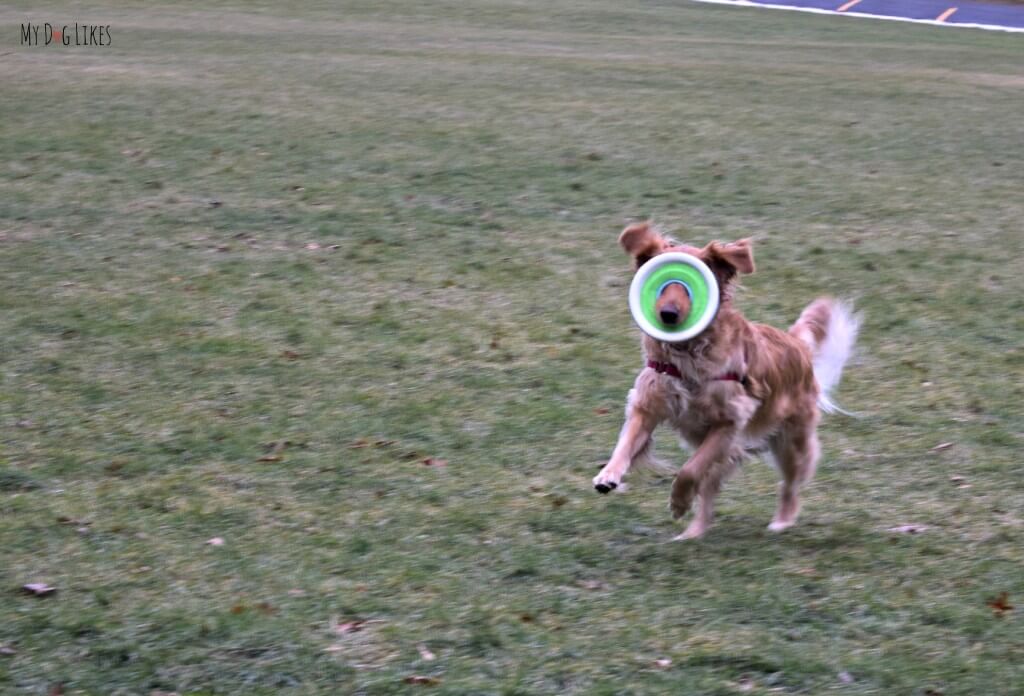 Charlie's Zipflight dog frisbee covering his eyes while he runs!