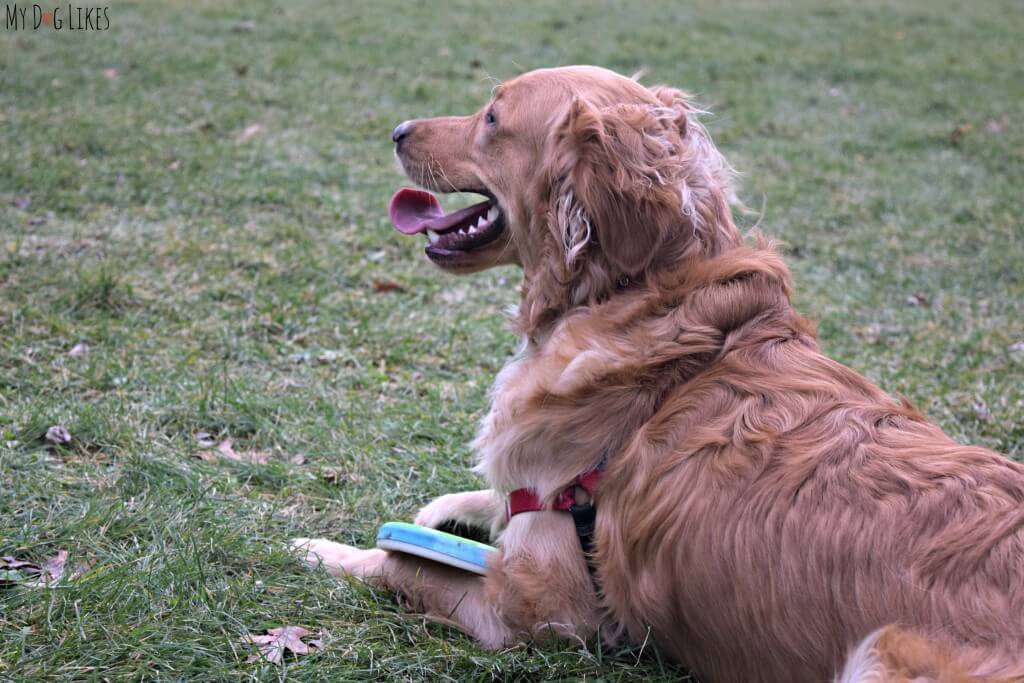 Our Golden Retriever dog Charlie at the local park