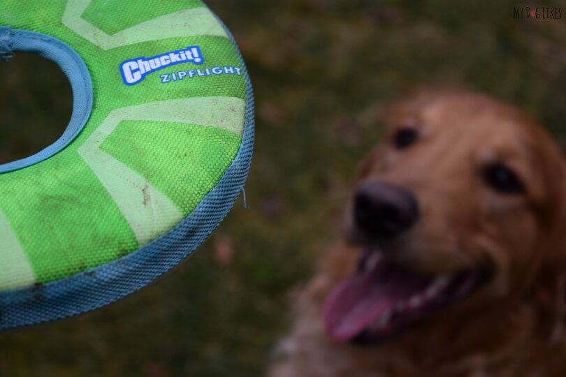 MyDogLikes reviews the Chuckit! Zipflight! See what our frisbee connoisseur thought of this dog toy!