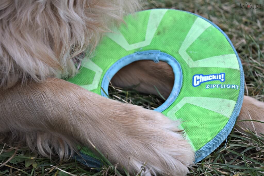 Charlie guarding his Chuckit! Zipflight dog frisbee! This is one of his absolute favorite dog toys!
