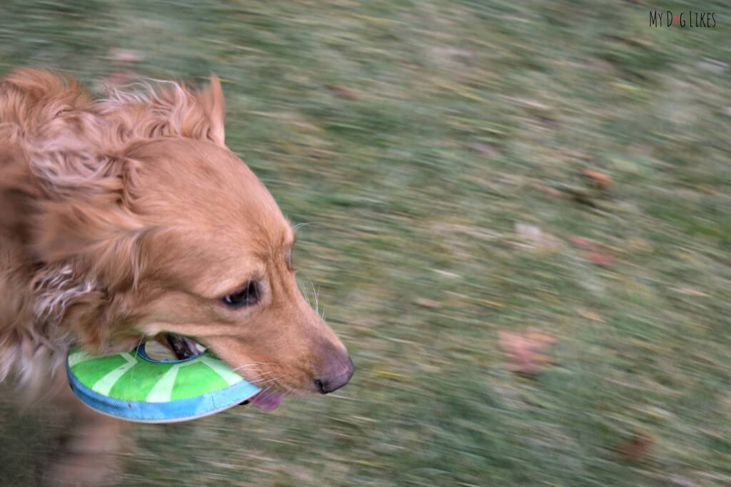 Working on our pet photography skills with this blurred background action shot!