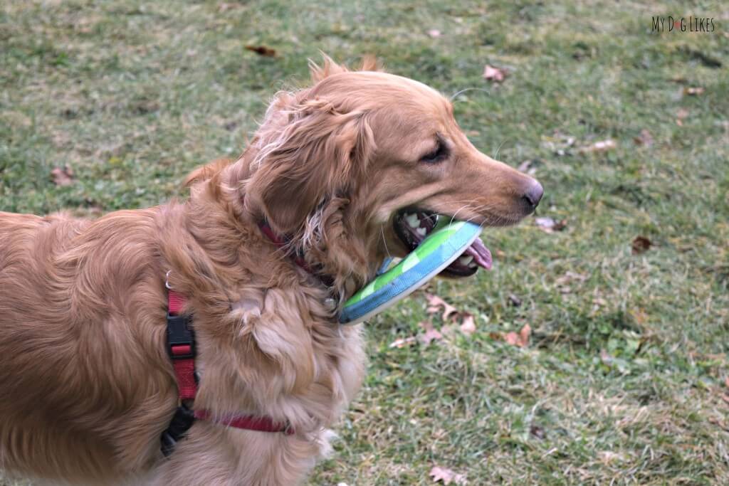 Chuckit! Ziplight Dog Toy Review