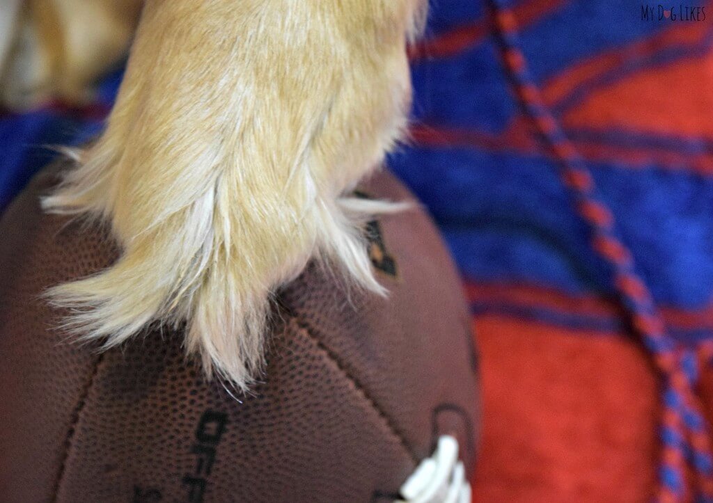 Our Dog Harley ready to snap the football for the big game!