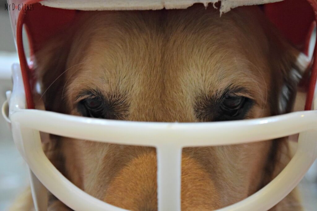 Harley wearing his football helmet in preparation for the big game! Visit MyDogLikes for lots of cute and funny dog pics!