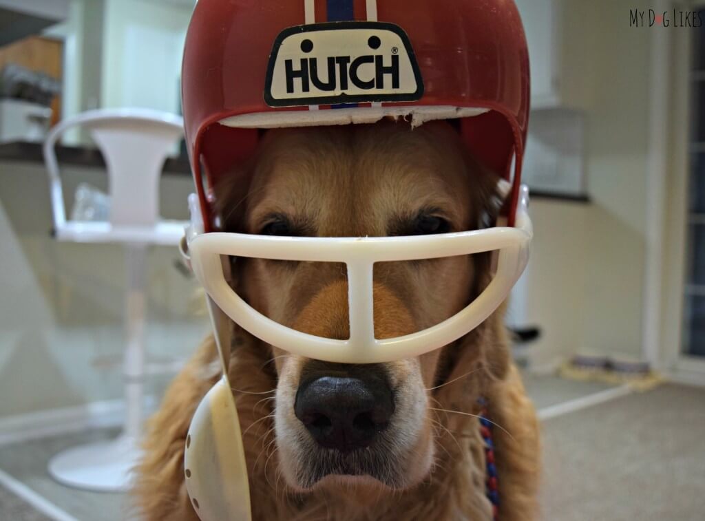 Harley all set for the SuperBowl in his dog football costume!