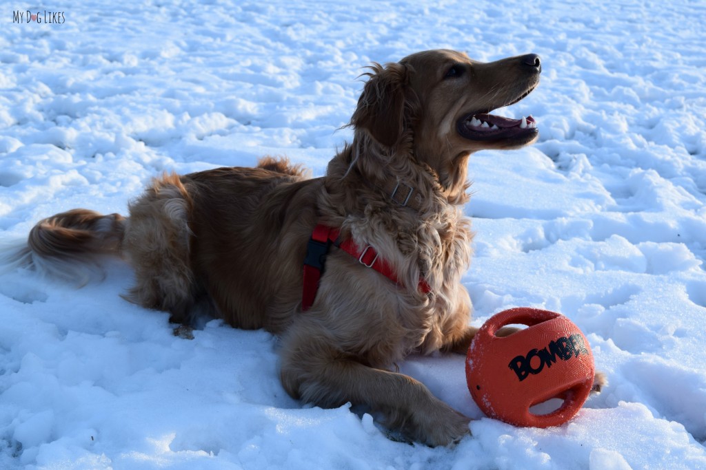 The Zeus Bomber is one of our favorite outdoor dog toys.