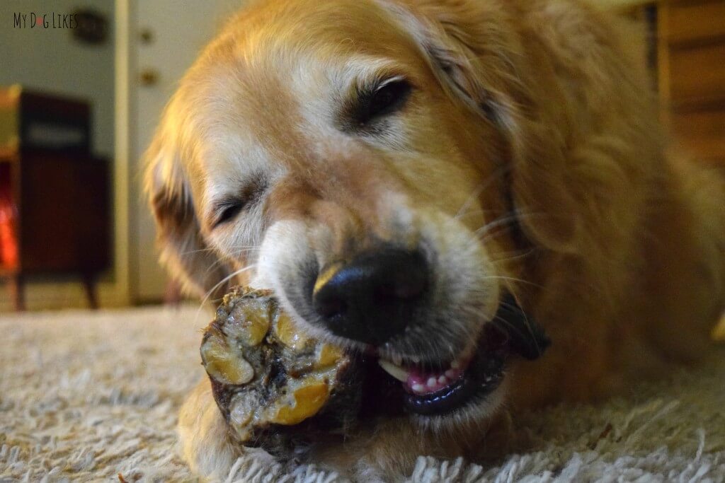Harley noms the Sarge dog bone from Merrick