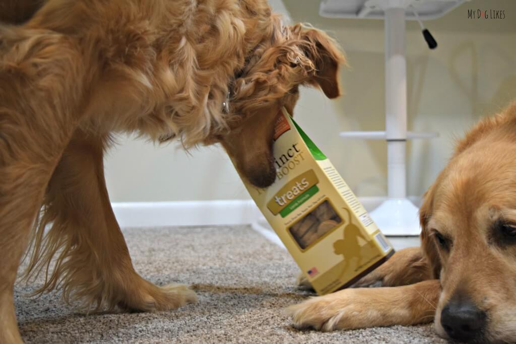 Charlie being a bad dog and helping himself to some Nature's Variety Instinct dog treats!