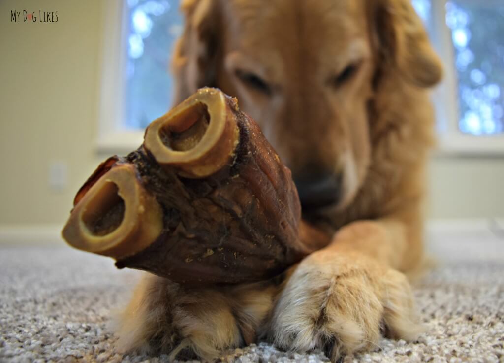 Harley getting started on the Merrick Sarge Dog Bone