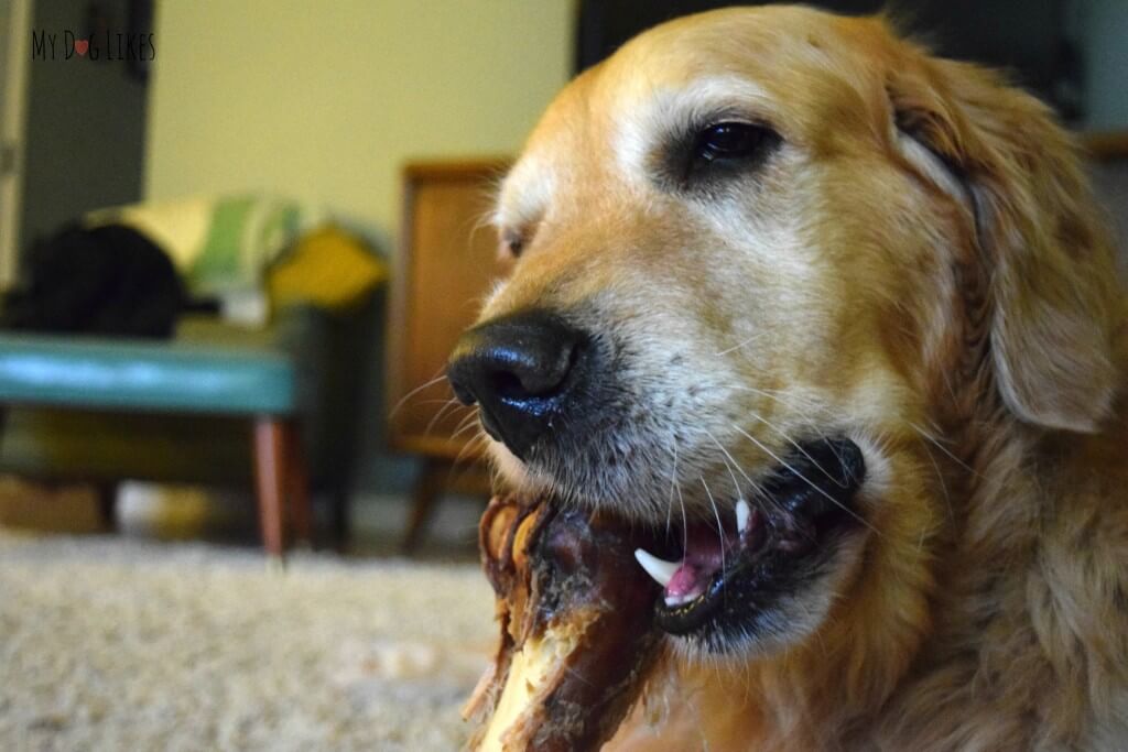 Harley chewing a dog bone from Merrick. Make sure to supervise your dog while eating dog bones!