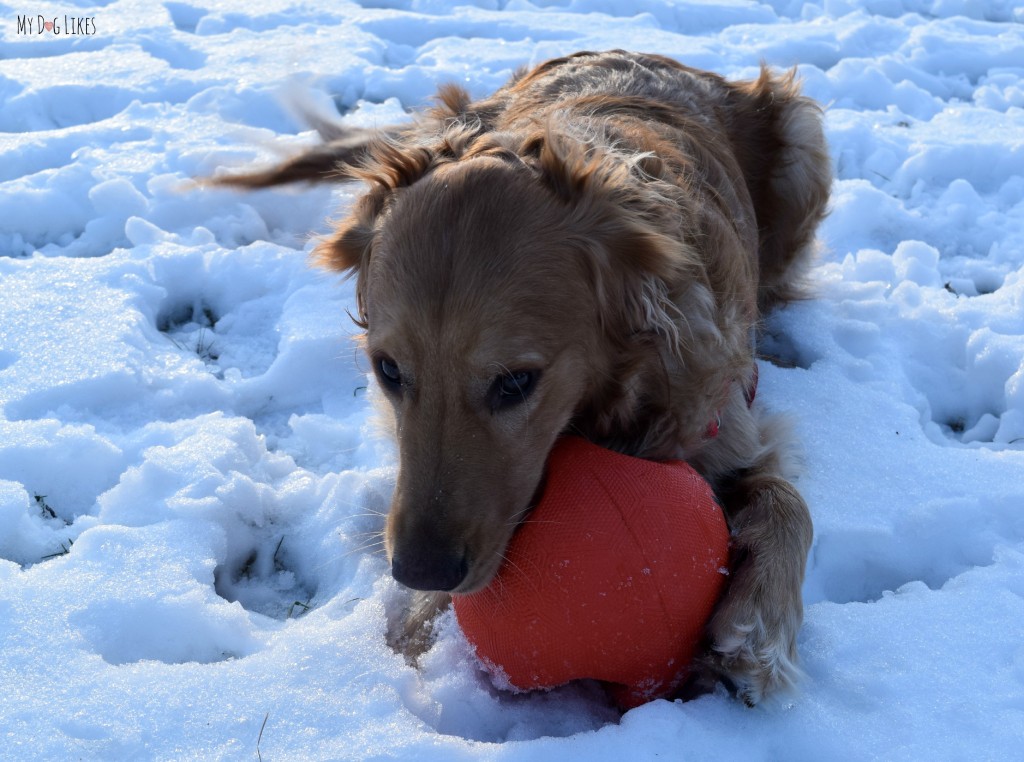 Keeping with our quest to highlight the best tough dog toys, MyDogLikes reviews the Zeus Bomber.