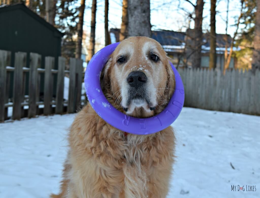 Harley carrying the Puller around! This dog toy is great for fetch, tug, and even dog training.