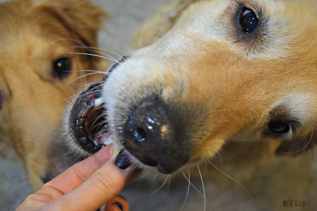 Our dogs taste testing some of Natures Variety Instinct dog treats. These freeze dried treats are raw and all natural!