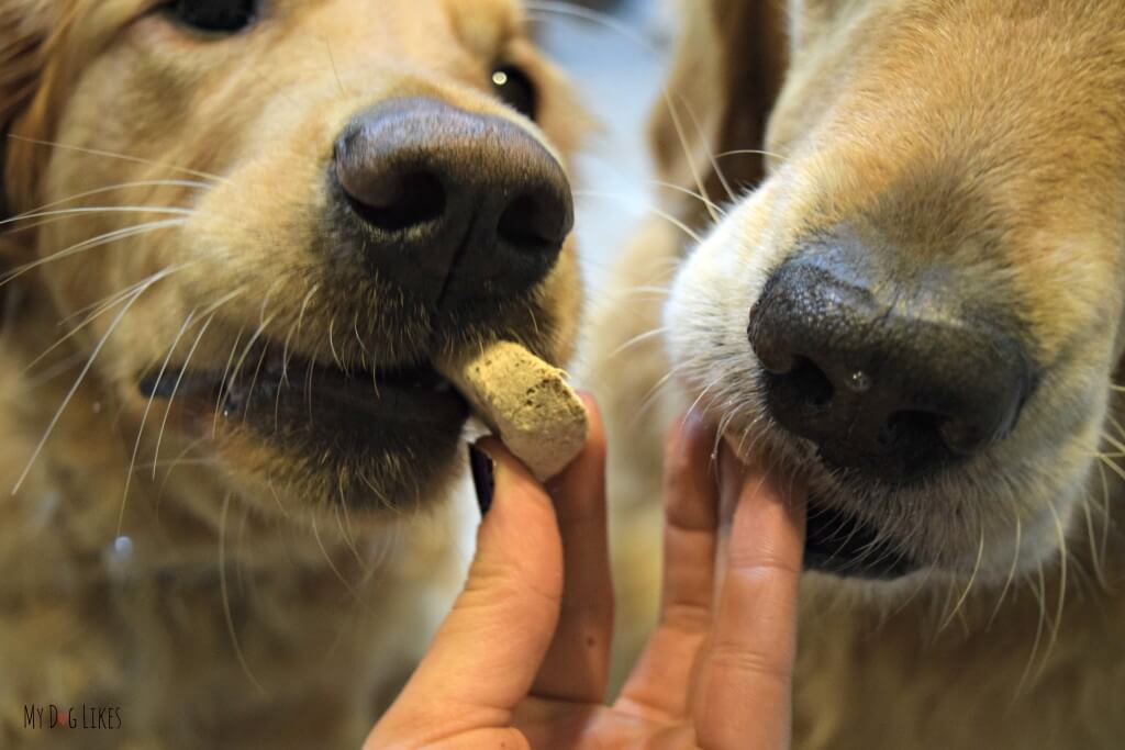 Harley and Charlie tasting Nature's Variety Instinct Treats! These freeze dried treats are raw and all natural!