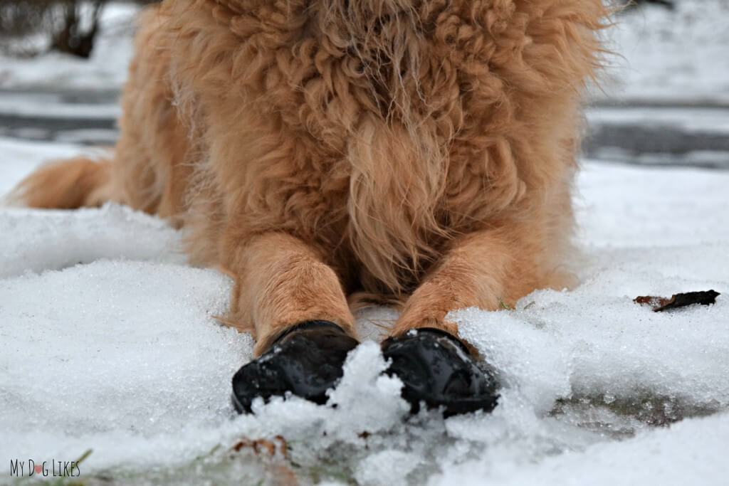 Pawz Large Booties