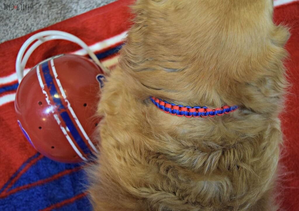 Harley wearing his custom Paracord Dog Collar from Pudin's Paw!