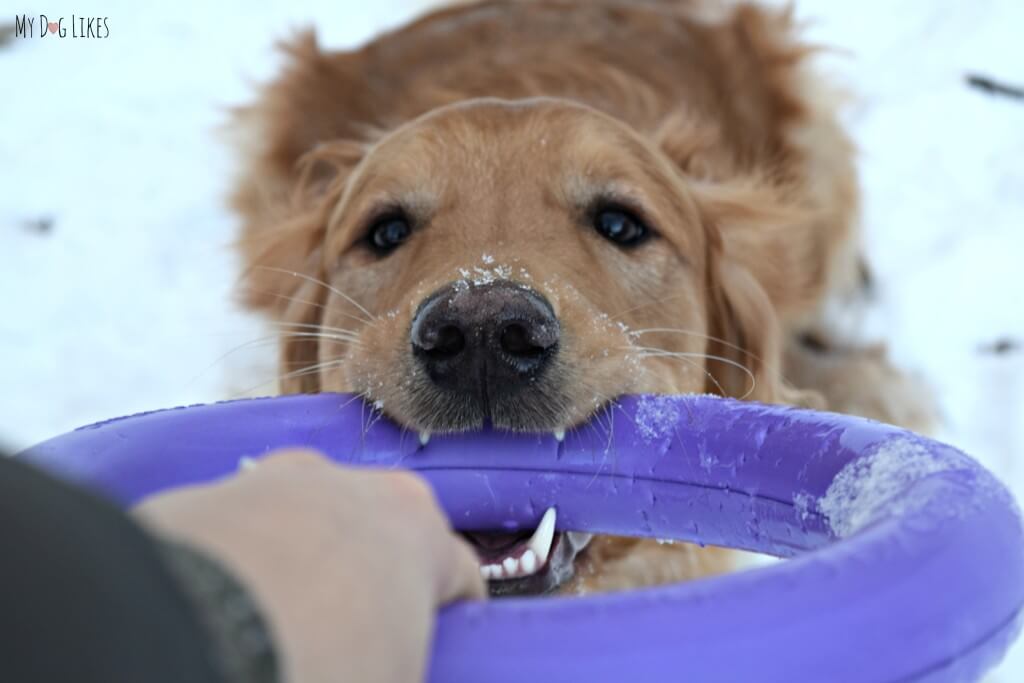 Puller is one of our favorite dog tug toys - but it is so much more than that! It is also a great dog training tool!