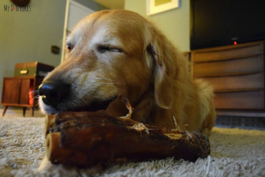 Our Golden Retriever eating pieces of the Merrick Sarge Dog Bone