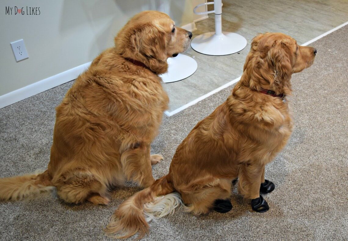 Pawz Dog Boots Review Maximum Winter Protection