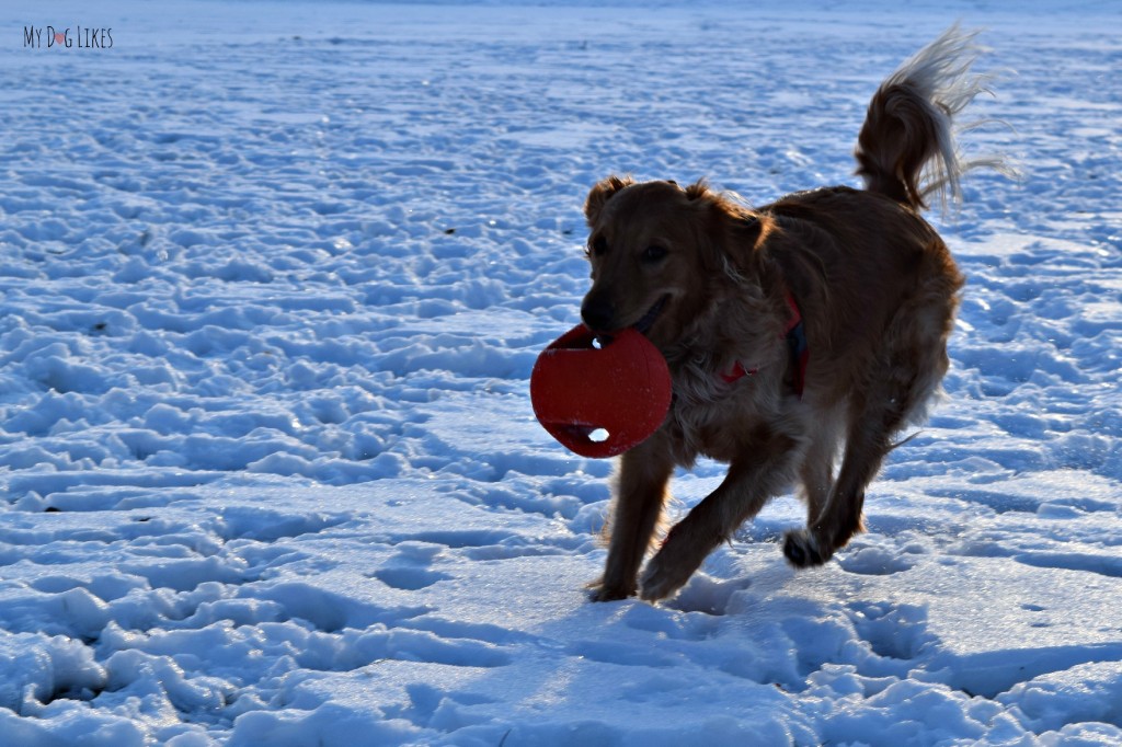 The Zeus Bomber is a great fetch dog toy. It's two handles also make it great for tug!