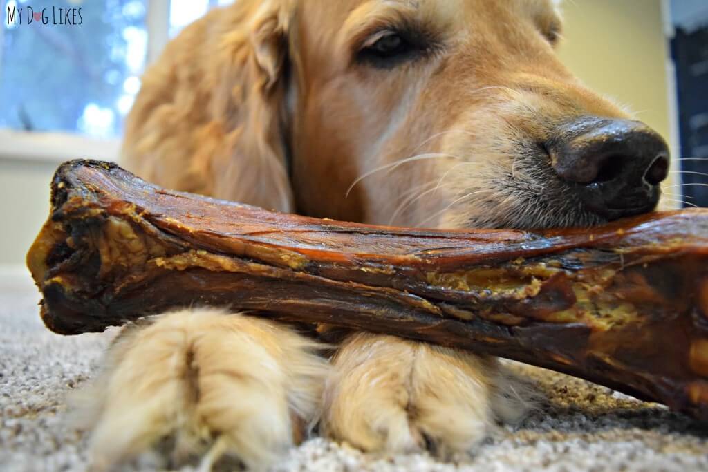 Harley eager to get started on his Merrick Dog Bone