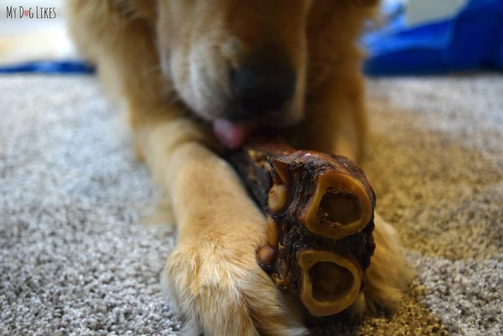Merrick sells a wide variety of bones for dogs. Here Harley has the "Sarge" Beef bone.