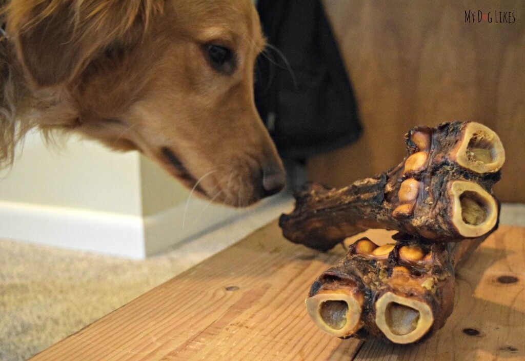 Charlie giving the Merrick Sarge Bone a sniff! Visit MyDogLikes for our official review!