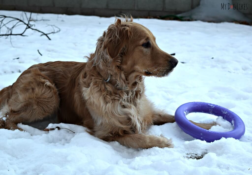 Charlie taking a quick break during a play and exercise session with the Puller Dog Toy