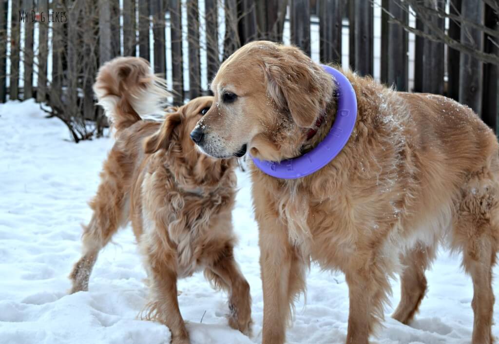 Harley and Charlie playing with Puller - one of their favorite big dog toys