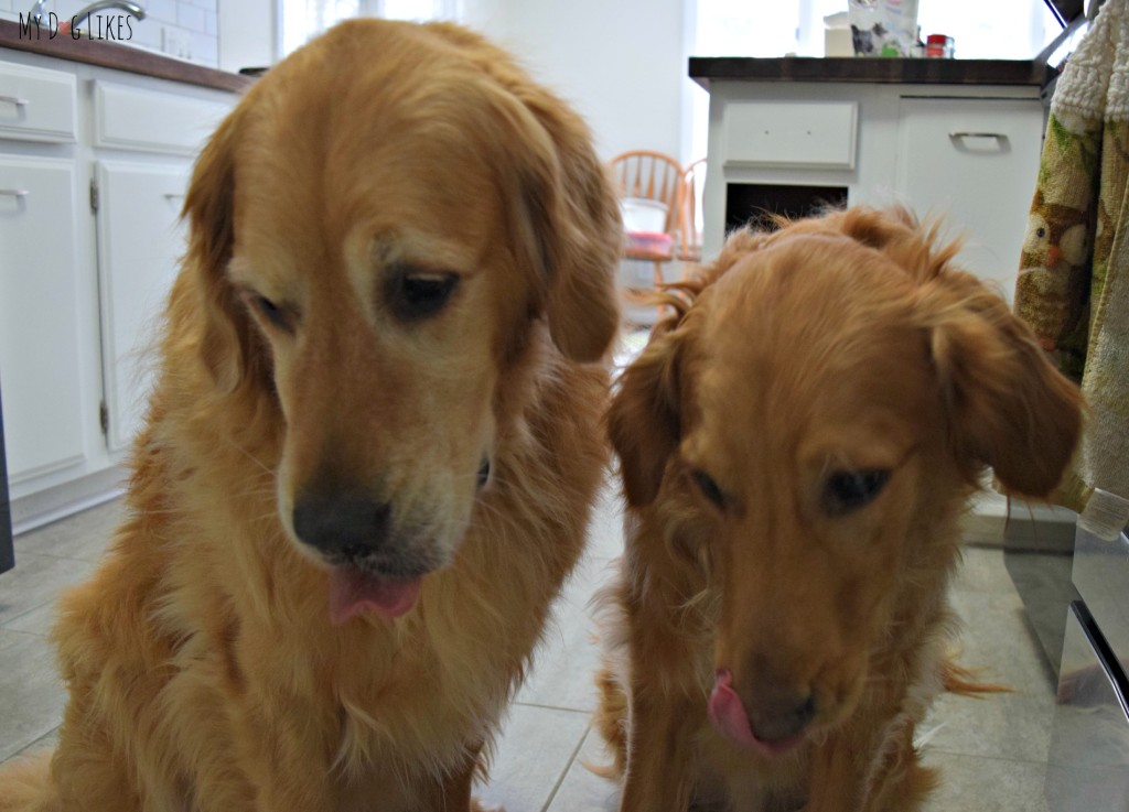 Paws Barkery's SnickerDoodle treats were enough to get these dog tongues licking their chops!