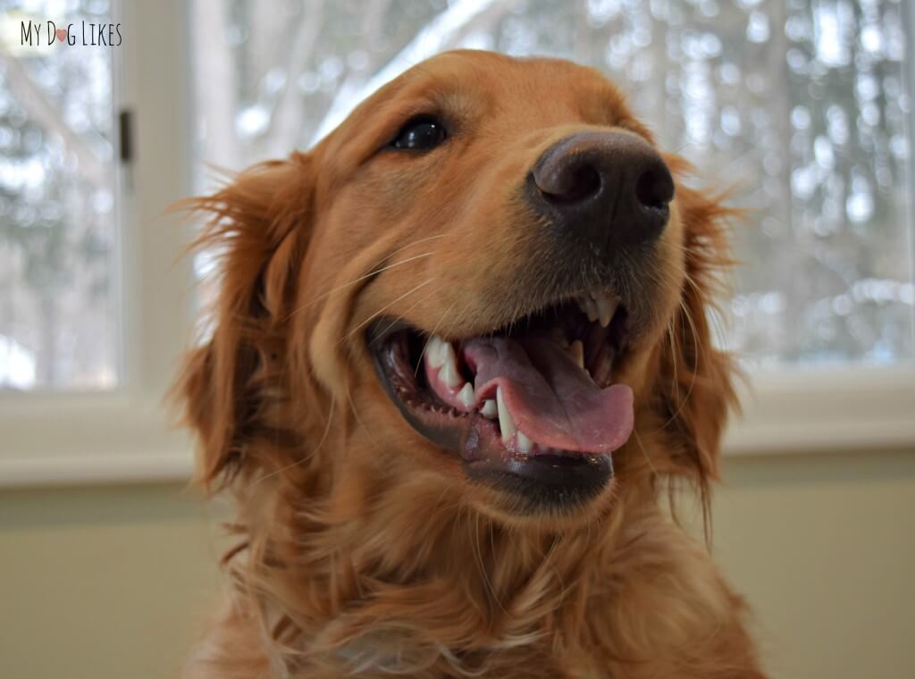 Charlie, our Golden Retriever dog smiling!