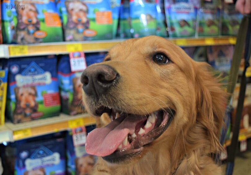 Charlie shopping at Petsmart for some Dental Chews! There were tons of options to choose from!