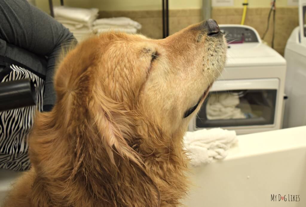 Utilizing the great Dog Grooming Equipment in PetSaver Superstores self wash stations! Here Harley is enjoying the powerful blow dry!