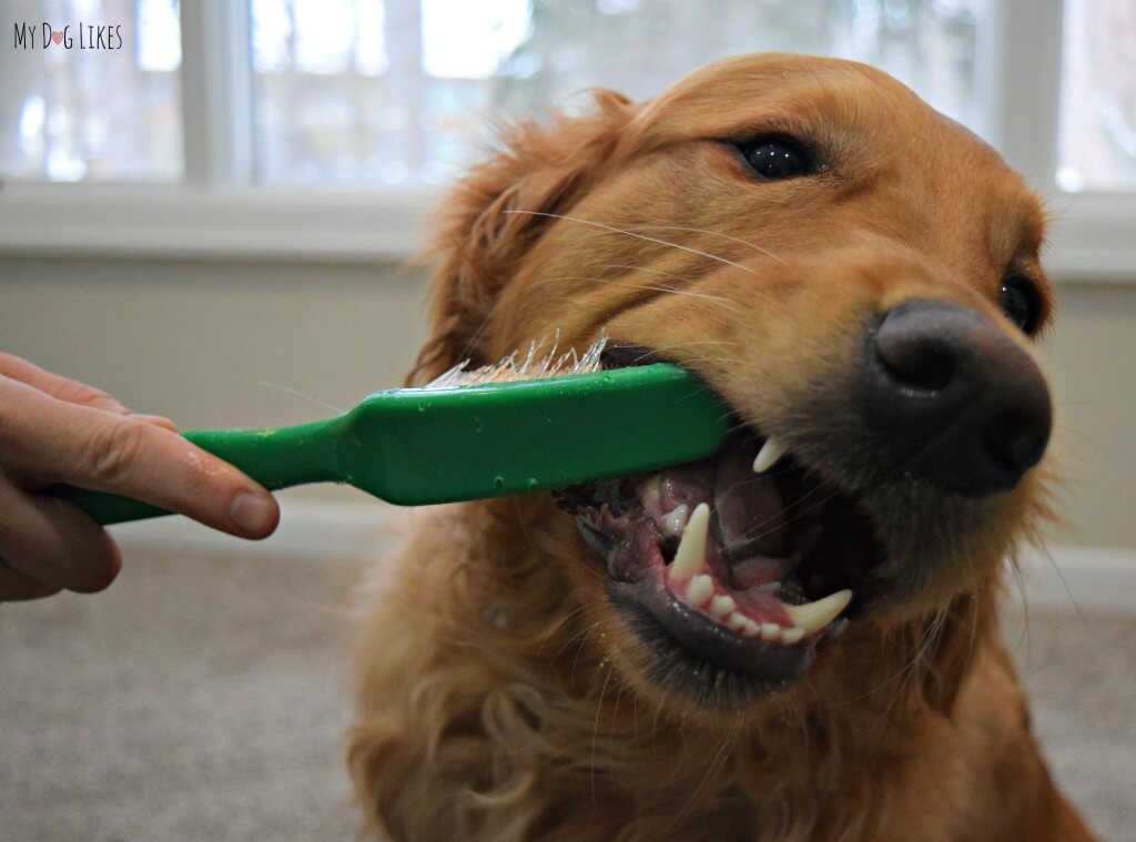 Using a giant toothbrush in our Dog Dental Health Month photoshoot! Visit MyDogLikes for lots of dog products reviews and funny dog pics!