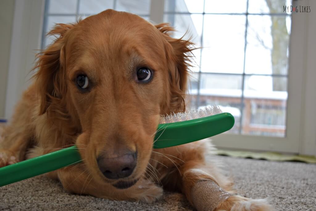 Charlie is unsure what to do with his prop Dog Toothbrush! "How am I supposed to fit this thing in my mouth!"