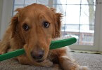 Charlie is unsure what to do with his prop Dog Toothbrush! "How am I supposed to fit this thing in my mouth!"