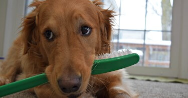 Charlie is unsure what to do with his prop Dog Toothbrush! "How am I supposed to fit this thing in my mouth!"