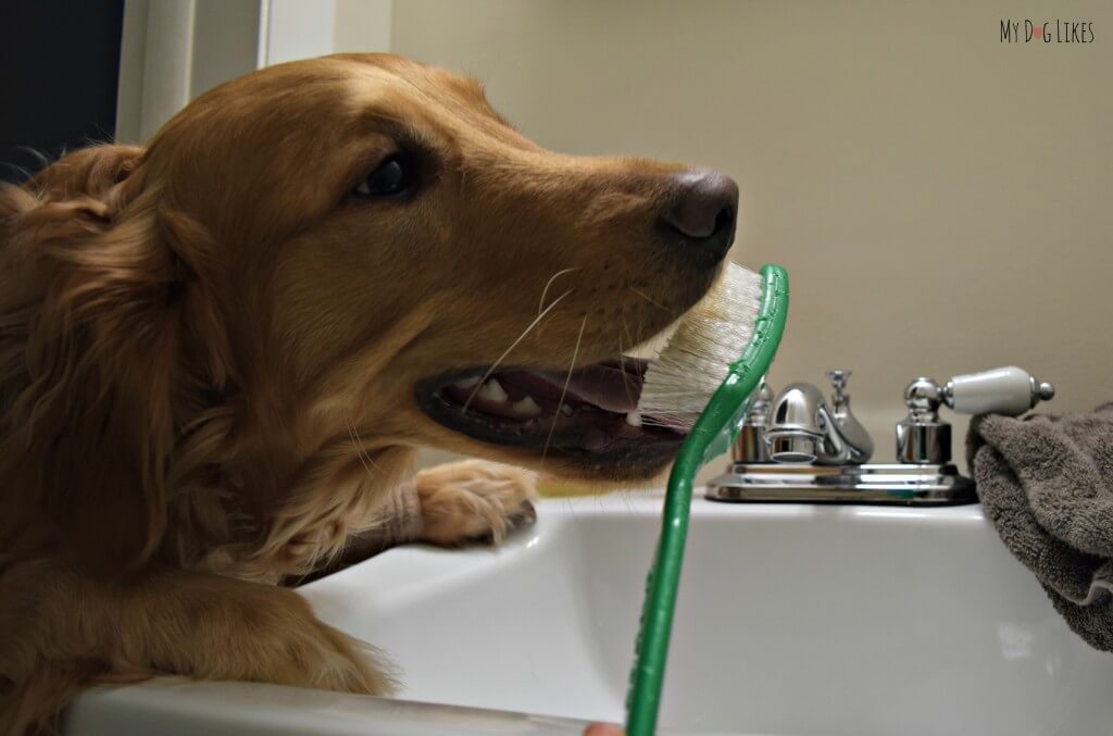 Brushing dogs teeth is an important part of dog dental health. It can help prevent periodontal disease - a common problem in aging pets!