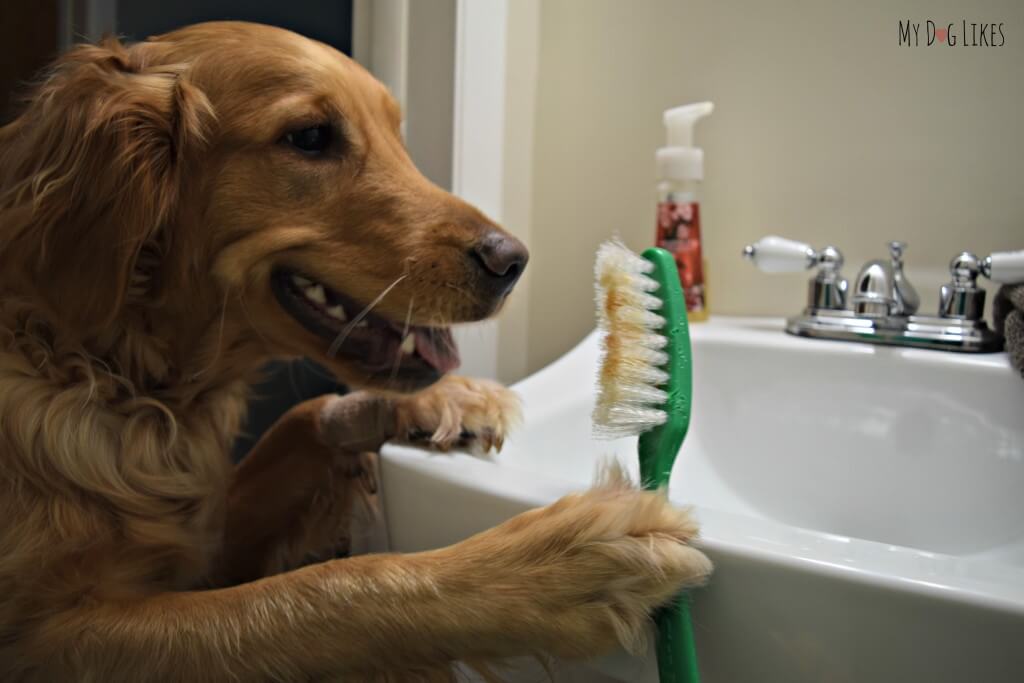 Our Golden Retriever dog brushing teeth!